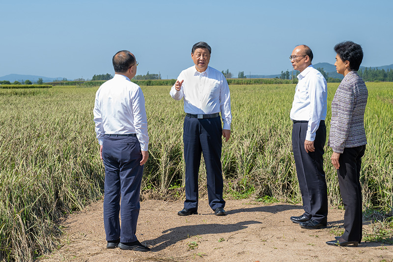 9月6日至8日，中共中央总书记、国度主席、中央军委主席习近平在黑龙江调查。这是7日上午，习近平在遭逢洪涝灾害的哈尔滨尚志市老街基乡龙王庙村，观察水稻受灾情况。